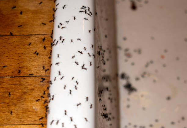 Best Pest Control Treatment  in Swisher, IA