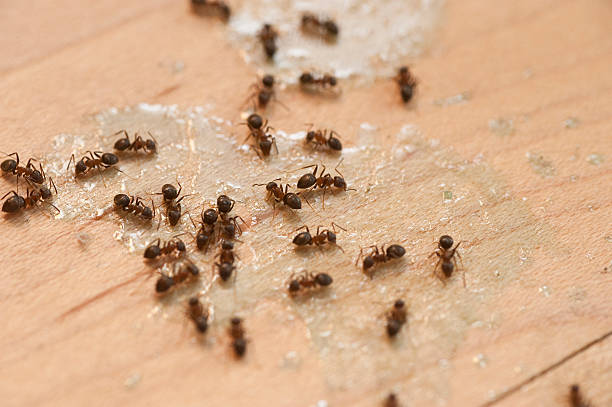 Best Commercial Pest Control Services  in Swisher, IA